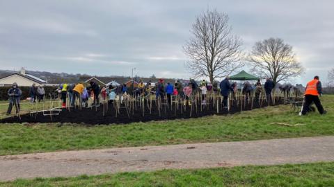 Dozens of volunteers planting saplings in a rectangular patch of soil in a field