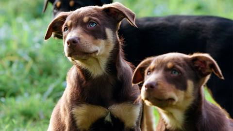 Kelpie pups