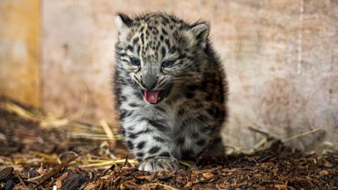 Photo of one snow leopard cub walking outside on bark. The cub is taking a step forward, and has its tongue out as it yawns.