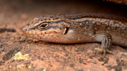 Close-up of the new lizard.