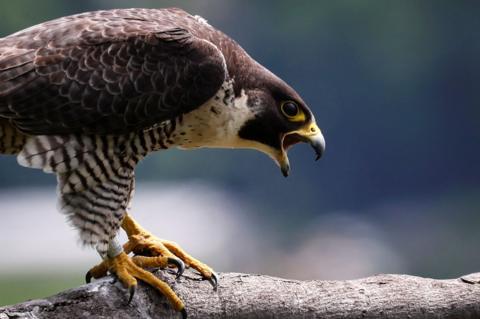 A peregrine falcon with its mouth open perched on a branch