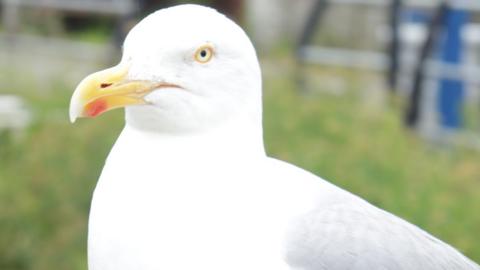 A herring gull, with white plumage and grey wings and a yellow beak with a red tip on the lower jaw, faces the camera