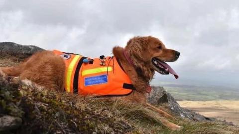 A search dog wearing a fluorescent bib lies down on top of a grassy ledge.