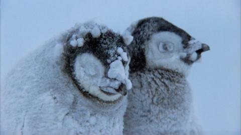 Penguin chicks huddle together in a snowy blizzard.