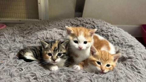 Three kittens on a soft grey furry cushion. Two kittens are white and ginger, the other one is a tabby. The three are cuddled up to each other and are looking straight at the camera. They are the epitome of gorgeous. 