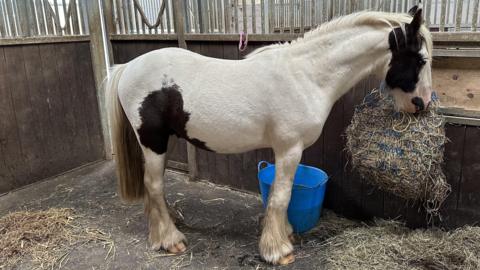 A horse. He is white with black markings. He is pictured in a stable, eating hay. 