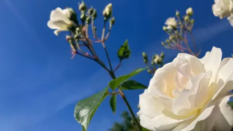 White flowers with green leaves in front of a clear blue sky