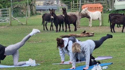 Three people in a field on yoga mats pull a yoga pose which involve them on all fours with one leg stretched out behind them. Seven donkeys - five black, one light brown and one white - are in the background although only two are paying any attention to the contorted humans.