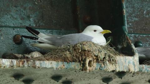 An adult kittwake, with grey, black and white feathers and a yellow beak, sits in its nest on the Tyne Bridge, which is painted green.