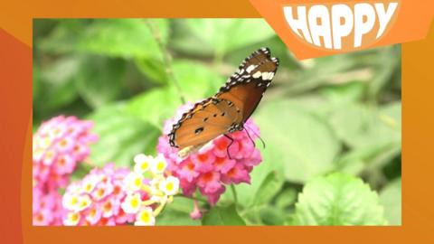 A butterfly