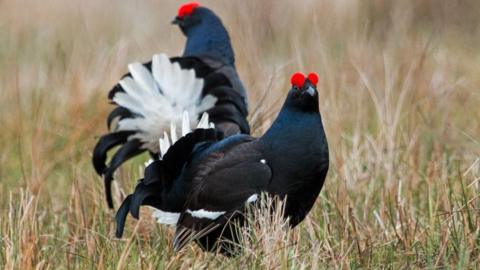 Two black male grouse stand together in grassy moorland. The birds are very visually striking, with black/dark blue feathers, a white tail and red decorative eyebrows. 