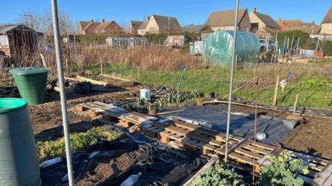 Allotments shown in the foreground with a new build estate in the background on a bright and sunny winter day.