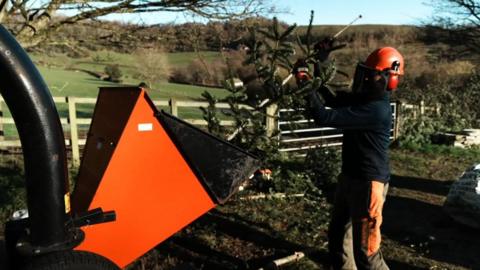 A man wearing a safety helmet with a visor putting a Christmas tree into a chipping machine.