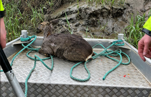 Deer after being rescued