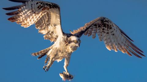 osprey carrying a fish