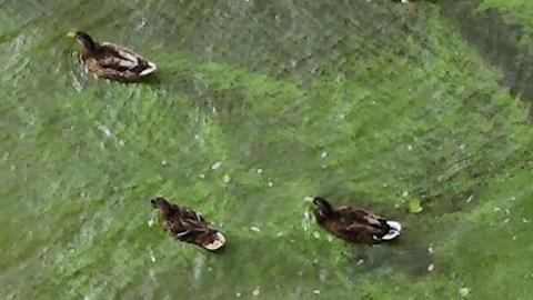 Mallard ducks swim in water surrounded by blue green algae.