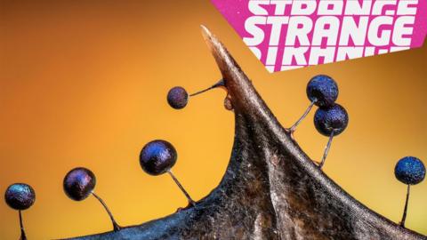 Slime mould in extreme close up and the Strange logo
