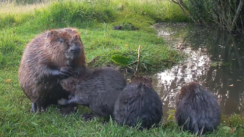 An adult beaver and three baby kits sit on a grassy riverbank in Somerset. The mother beaver appears to be grooming one of the kits.
