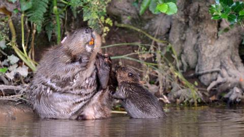 A young beaver kit reaches up to its much larger mother on a riverbank.