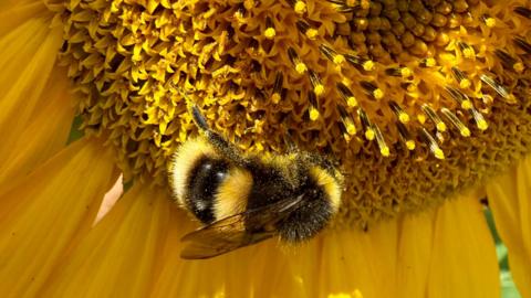 A close up of a bee on a sunflower in the sunshine