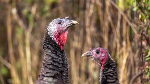 Two turkeys visible from the neck up standing against a blurred background of a field.