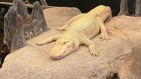 Claude, a white alligator, laying on a rock above water in his enclosure