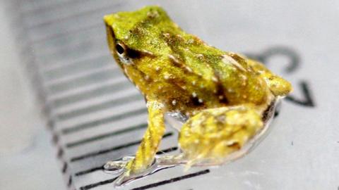 A green froglet sat on a ruler showing a 1cm range, in which it takes up half of the space.