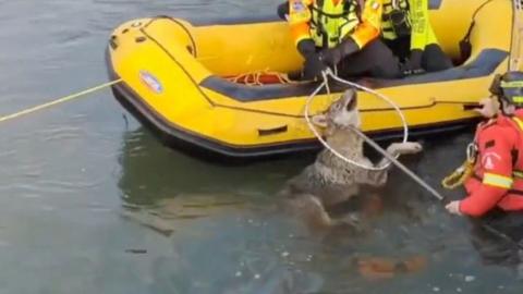 Rescuers save a wolf from a canal with a yellow boat