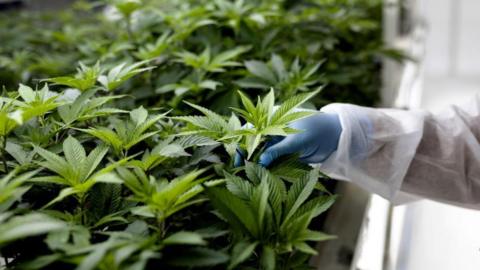 A picture of a person's arm with a blue glove touching cannabis plants