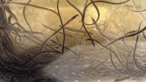 A group of eels are in a murky tank as they are monitored by the Tees Rivers Trust. They are very small and thin with what appears to be shiny stripes.