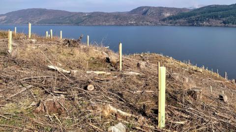 Many tree saplings planted on a sunny hillside, surrounded by debris from felled trees, with Loch Ness and mountains in the background.