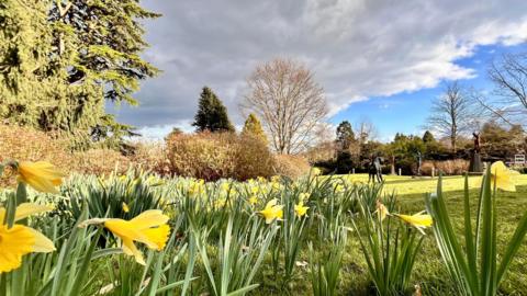 Daffodils opening up showing their bright yellow colours and in the background is a parkland with some blue skies and sunshine above.