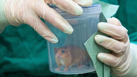 A dormouse in a container