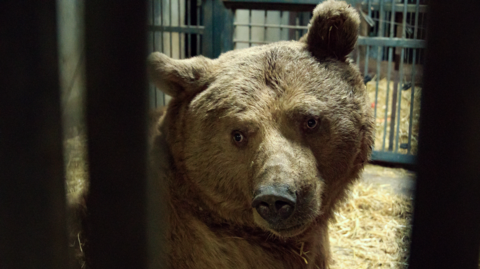 A Syrian brown bear looks over its shoulder as it stares out of an enclosure bedded with straw. International Animal Rescue say it has just arrived at a rescue centre in Urtsadzor, Armenia.