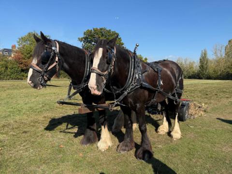 Two shire horses harnessed together stand in a field on a sunny day. 