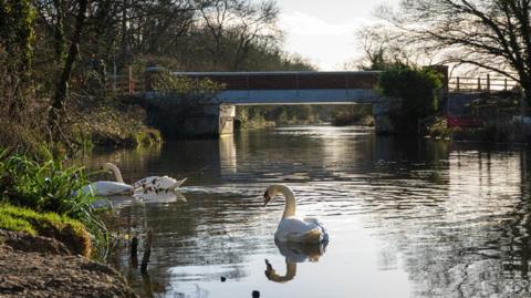 Tunbridge with swan in foreground