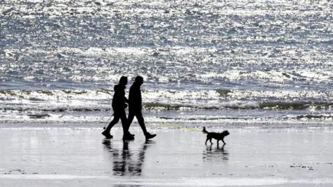 A couple's silhouette walking a dog on the beach.