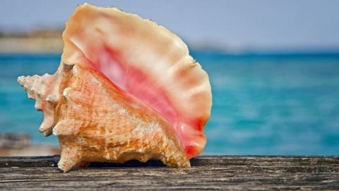 Queen conch shell