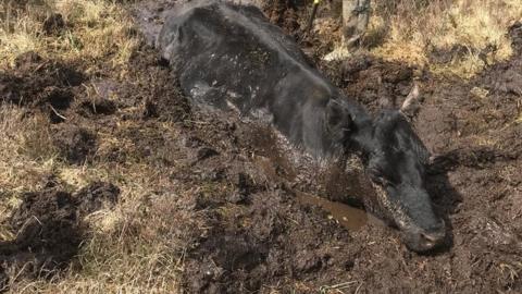 Cow stuck in bog