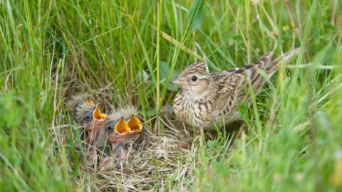 A small brown bird looks at its open-mouthed young in tall green grass.