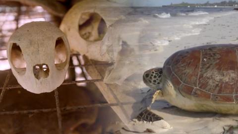 A composite image of a turtleskull and a turtle
