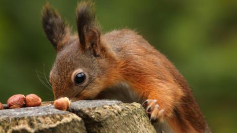 A close up of a red squirrel with its front paws up on a tree stump with three small, brown nuts on top. Its ears on standing up on top of its head.