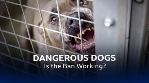 Panorama: Dangerous Dogs: Is the Ban Working?