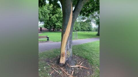 One of the vandalised trees in Doncaster.