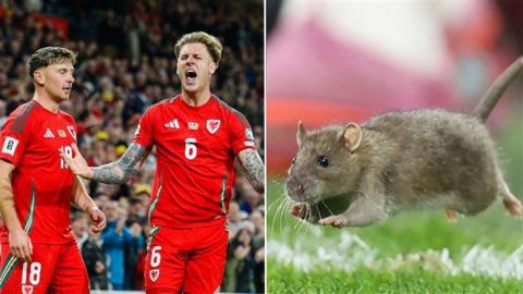 cymru a llygoden 