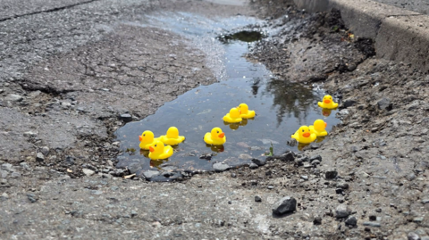 A road with a pothole with water in it and nine yellow rubber ducks floating in it. 