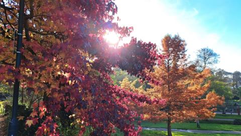 A group of trees with orange and brown leaves on their branches can be seen on a lovely sunny day with the sun shining through the branches.