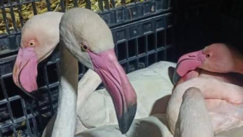 Flamingos seen in the crate.