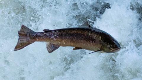 Atlantic salmon