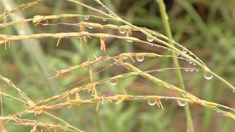 Rice plants